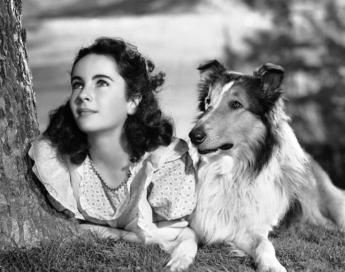 Liz Taylor Lassie